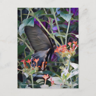 Common Mormon:Postcard Postcard