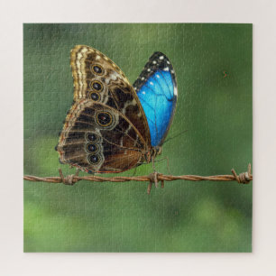 Common Morpho Butterfly on Barbed Wire Jigsaw Puzzle