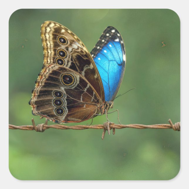 Common Morpho Butterfly on Barbed Wire Square Sticker (Front)