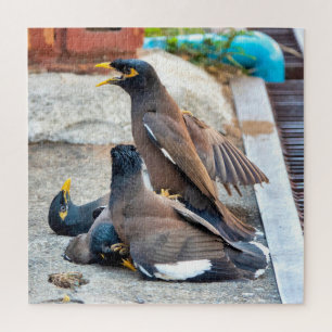 Common myna jigsaw puzzle
