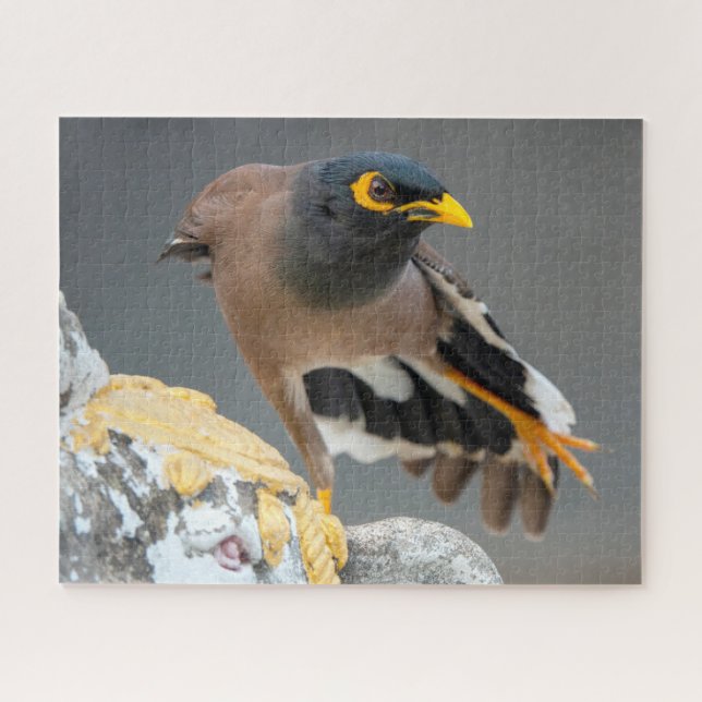 Common myna jigsaw puzzle (Horizontal)