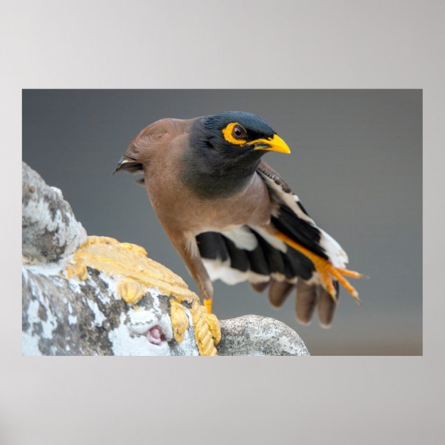 Common myna poster (Front)