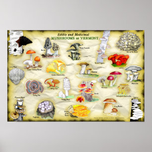 Common Names Poster 18x12 Mushrooms of Vermont