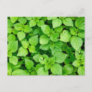Common nettle postcard