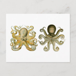 Common Octopus Postcard