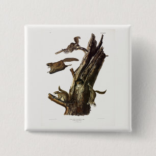 Common or Southern Flying Squirrel, or The Assapan 15 Cm Square Badge