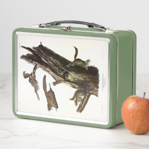 Common or Southern Flying Squirrel, or The Assapan Metal Lunch Box