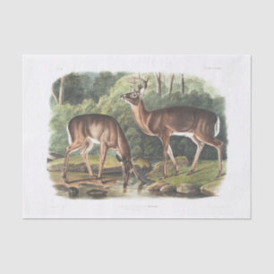 Common or Virginian Deer Decoupage Vintage Tissue Paper