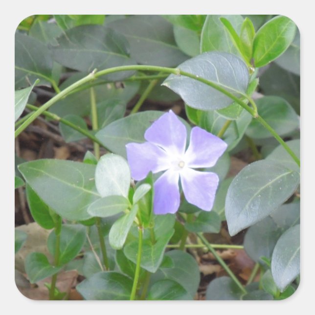 Common Periwinkle, Vinca Minor, on Roadside Square Sticker (Front)