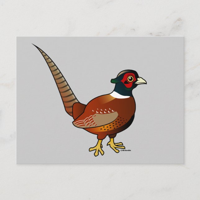 Common Pheasant Postcard (Front)