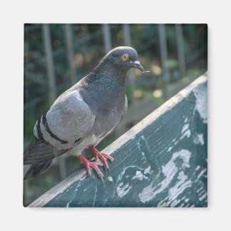 Common Pigeon Perched on a Wooden Bench in the Par Magnet