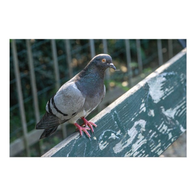 Common Pigeon Perched on a Wooden Bench in the Par Photo Print (Front)