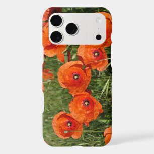 Common Poppies 