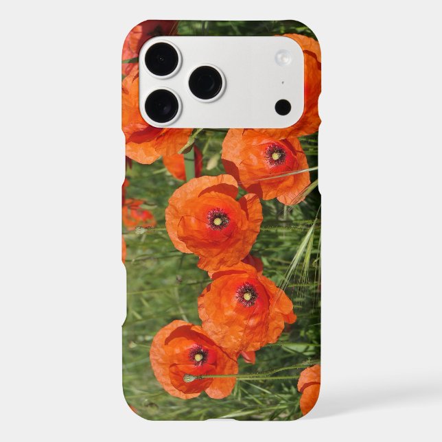 Common Poppies  (Back)