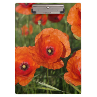 Common Poppies  Clipboard