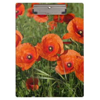 Common Poppies  Clipboard
