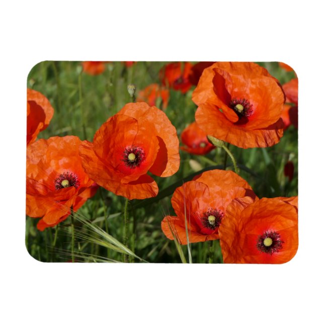 Common Poppies  Magnet (Horizontal)
