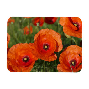 Common Poppies  Magnet