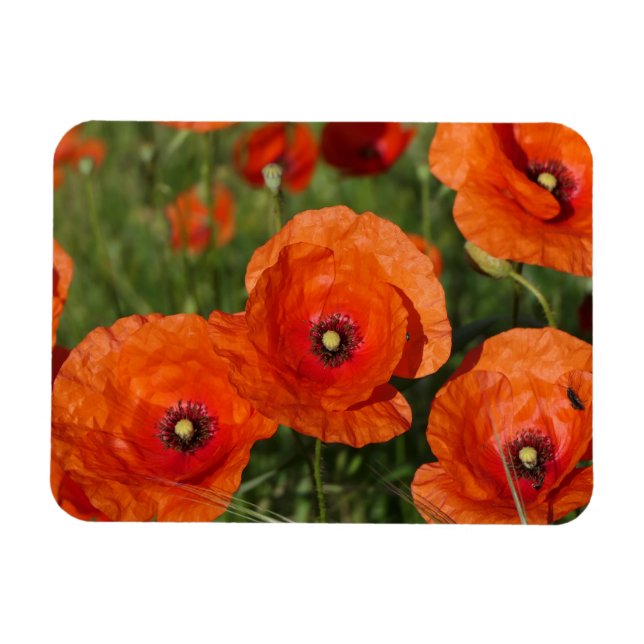 Common Poppies  Magnet (Horizontal)