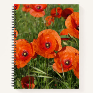 Common Poppies Notebook