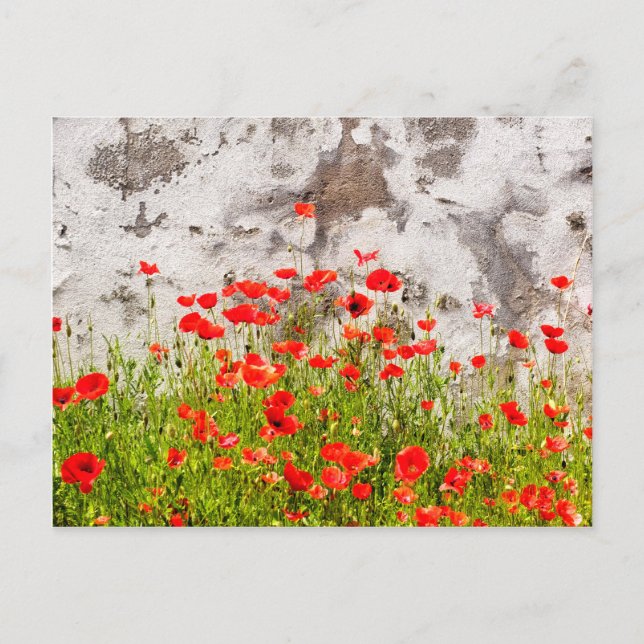 Common poppies postcard (Front)