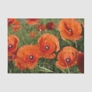 Common Poppies  Tissue Paper