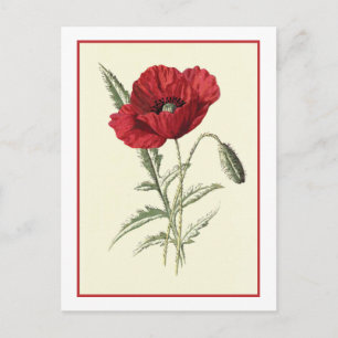 "Common Poppy" Botanical Illustration Postcard