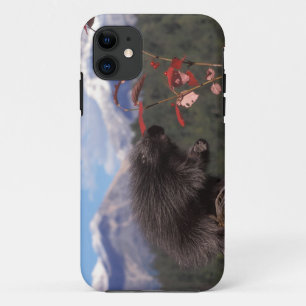 Common porcupine feeding on high brush cranberry iPhone 11 case