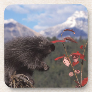 Common porcupine feeding on high brush cranberry coaster