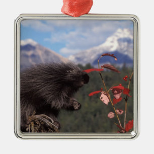 Common porcupine feeding on high brush cranberry metal tree decoration