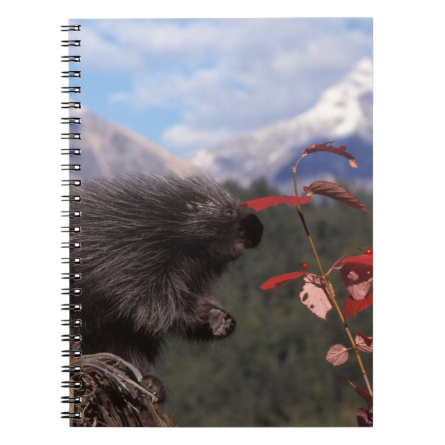 Common porcupine feeding on high brush cranberry notebook (Front)