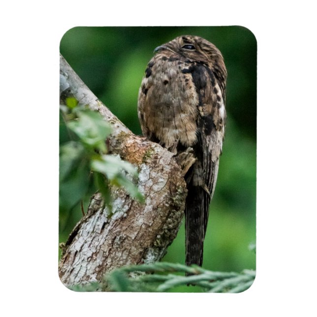Common Potoo Small Magnet (Vertical)