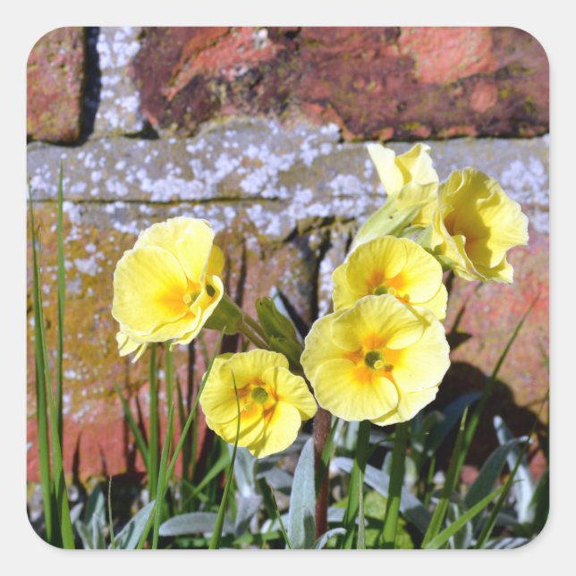 Common Primrose  Square Sticker (Front)