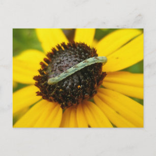 Common Pug Moth Caterpillar Coordinating Items Postcard