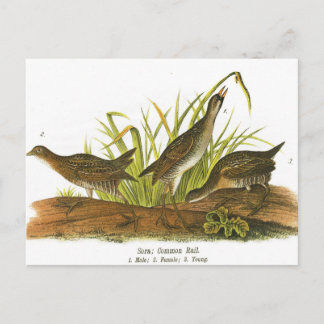Common Rail Postcard