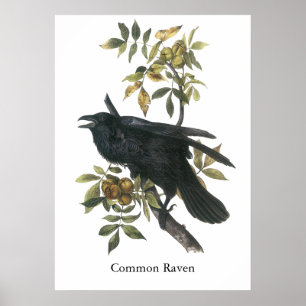 Common Raven, John audubon Poster