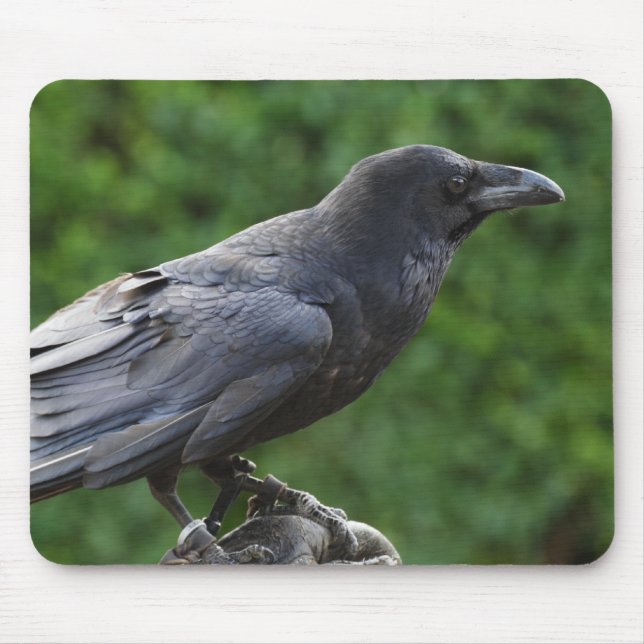 Common Raven Mouse Mat (Front)