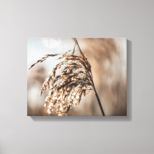 Common Reed Nature Photo Canvas Print