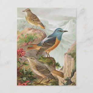 Common Rock Thrush Postcard