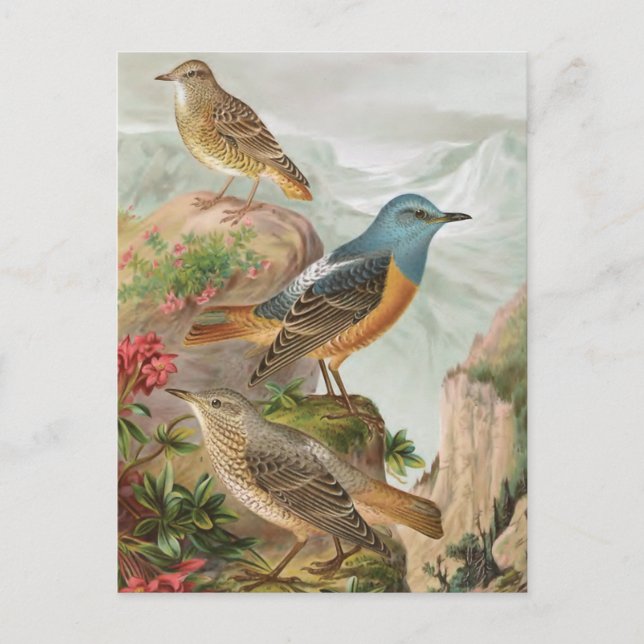 Common Rock Thrush Postcard (Front)