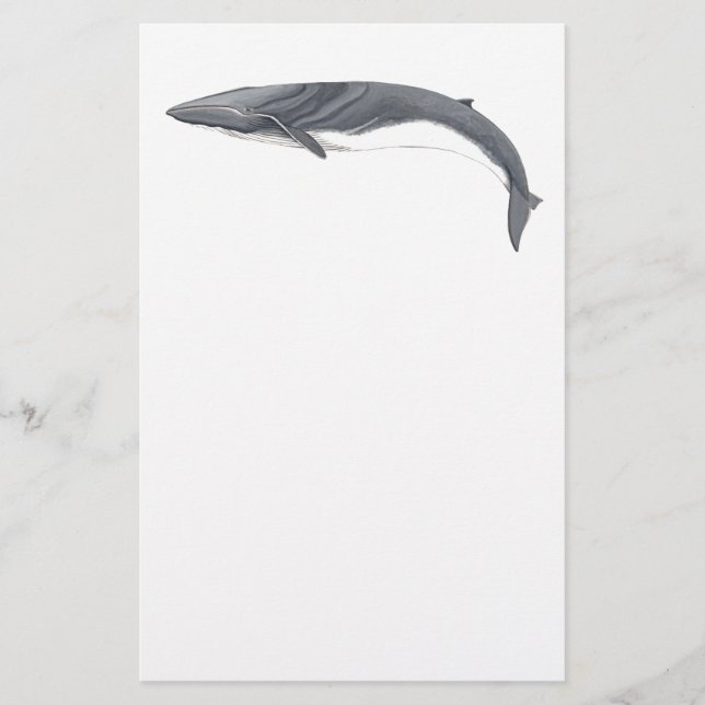 Common Rorcual Stationery (Front)