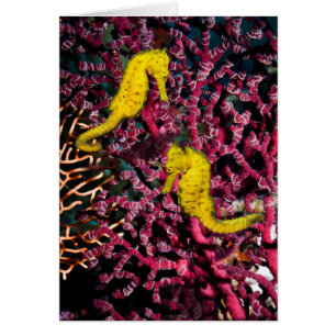 Common Sea Horse   Hippocampus Taeniopterus