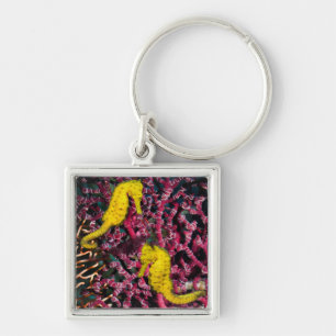 Common Sea Horse   Hippocampus Taeniopterus Key Ring