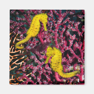 Common Sea Horse   Hippocampus Taeniopterus Magnet
