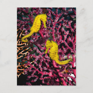 Common Sea Horse Hippocampus Taeniopterus Postcard