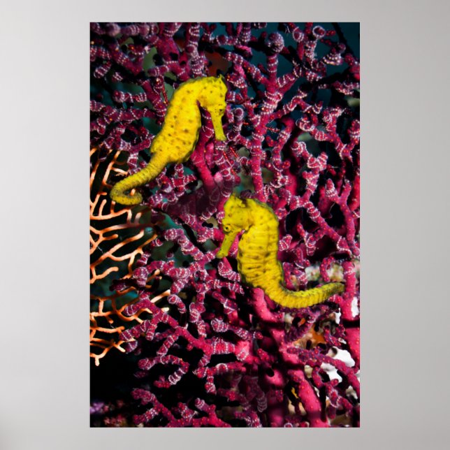 Common Sea Horse | Hippocampus Taeniopterus Poster (Front)