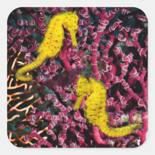 Common Sea Horse   Hippocampus Taeniopterus Square Sticker