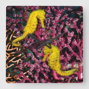 Common Sea Horse   Hippocampus Taeniopterus Square Wall Clock