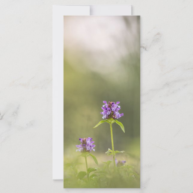 Common Self-Heal Nature Photo Card (Front)