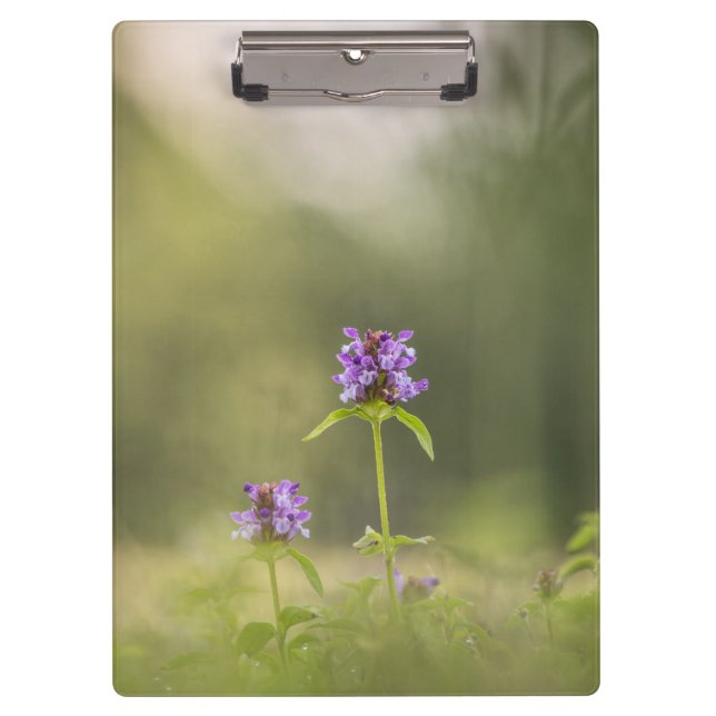 Common Self-Heal Nature Photo Clipboard (Front)